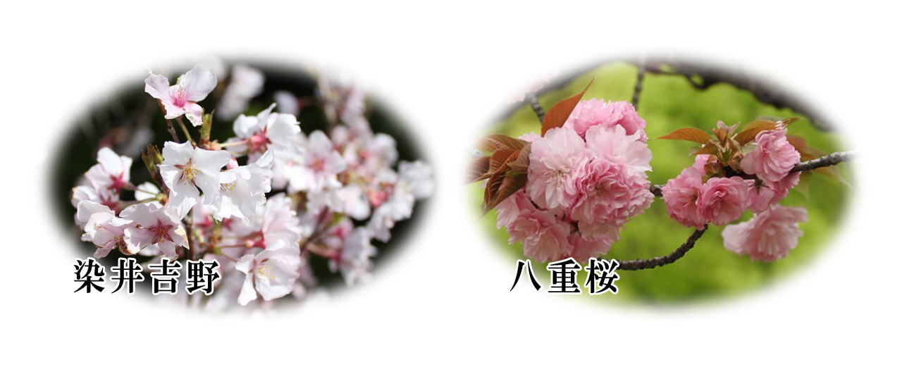 染井吉野・八重桜の画像