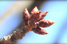 山桜の定点動画